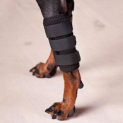 3101-DogLegWrap-WEB04-1000x-1600280732.jpg