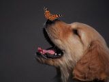 -golden-retriever-with-butterfly-on-his-nose.jpg