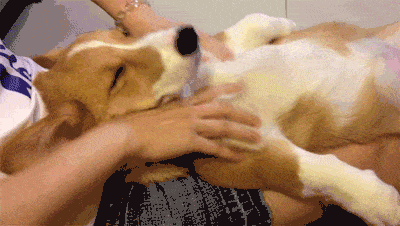 funny-gif-corgi-massage.gif